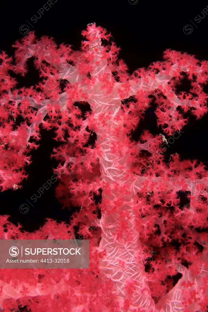 Soft coral Red Sea Egypt