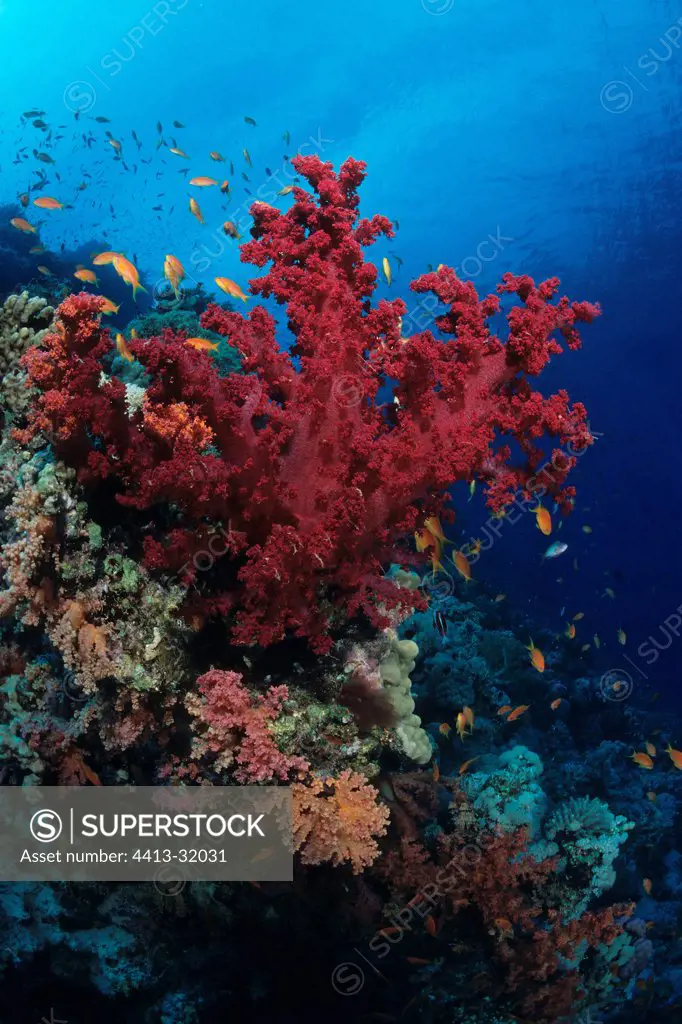 Sea bottom Yolanda reef Red Sea Egypt