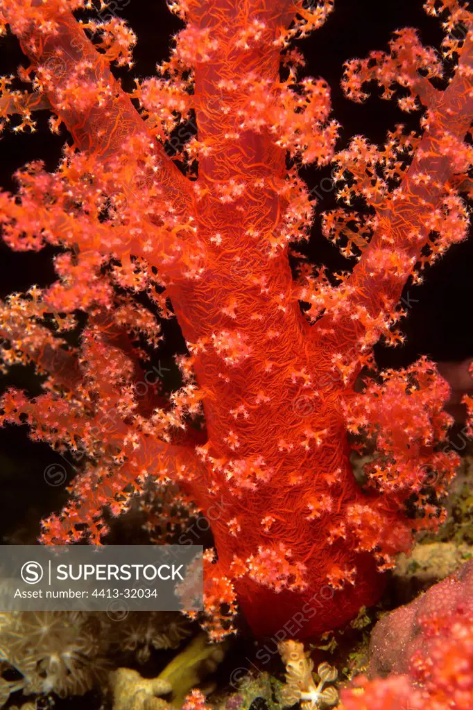 Soft coral Red Sea Egypt