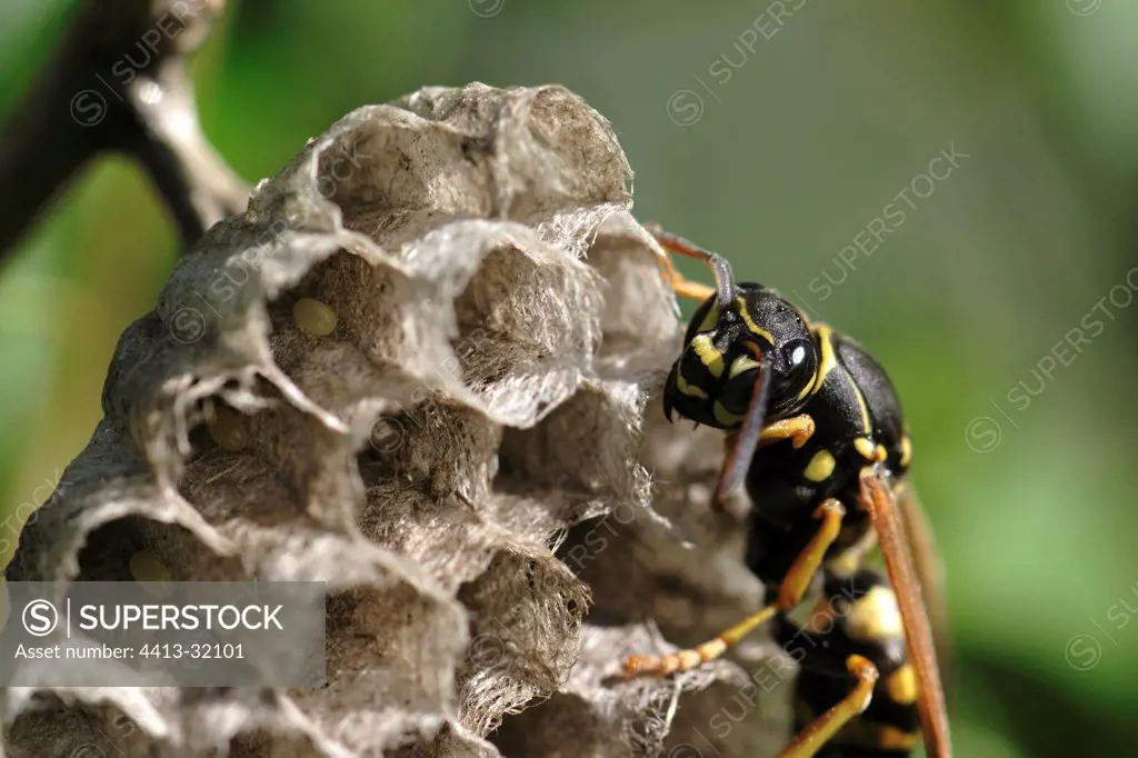 Wasp poliste building its nest honeycombed France
