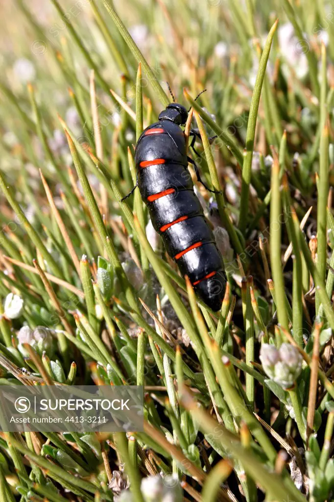 Oil beetle on a plant in Sierra de Cazorla Andalucia Spain