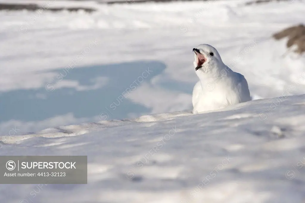 Snom petrel adult singing in the snow Terre Adelie