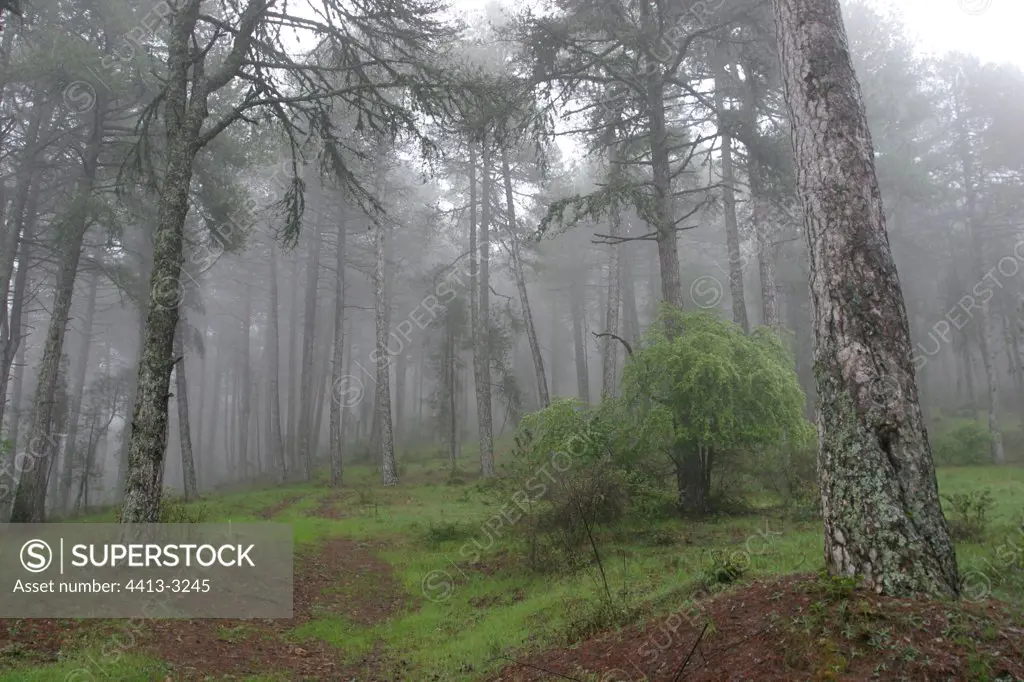 Forest of Laricio pines in the fog Andalucia Spain