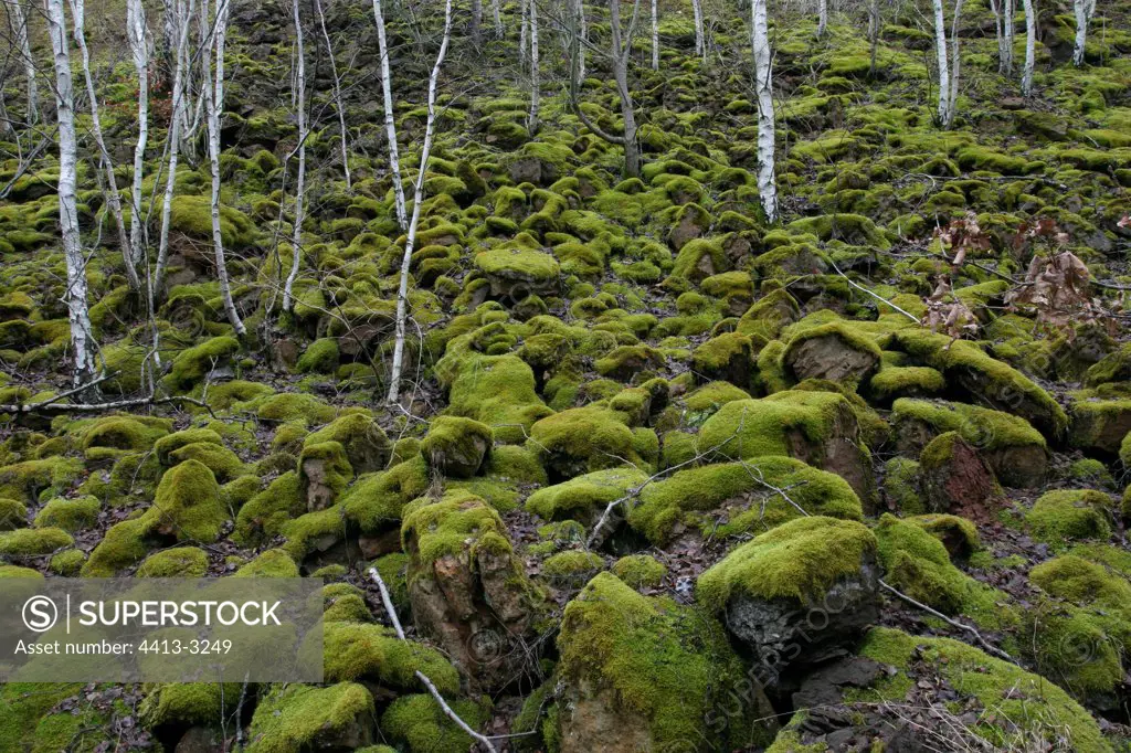 Mossy Birch forest on a former mining site Luxembourg