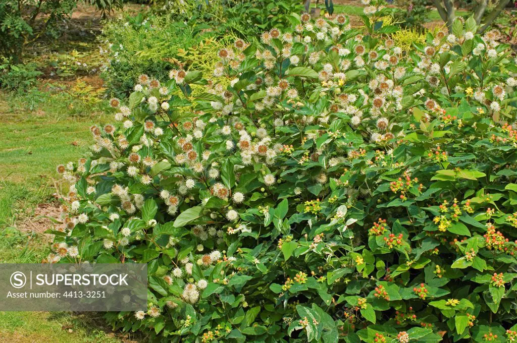 Button Bush in bloom Jardin des Valérianes France