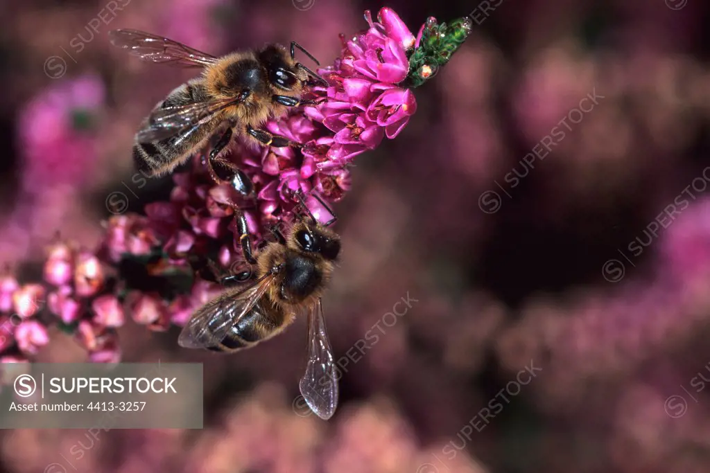 Honey bees gathering on Heather Ouessant island Bretagne