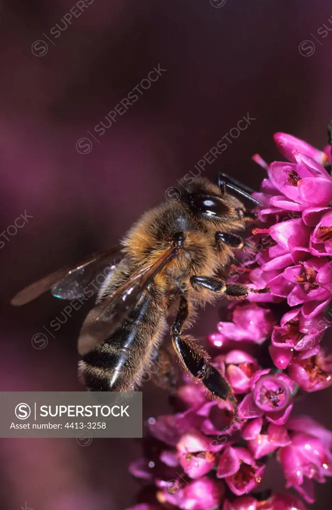 Honey bee gathering on Heather Ouessant island Bretagne