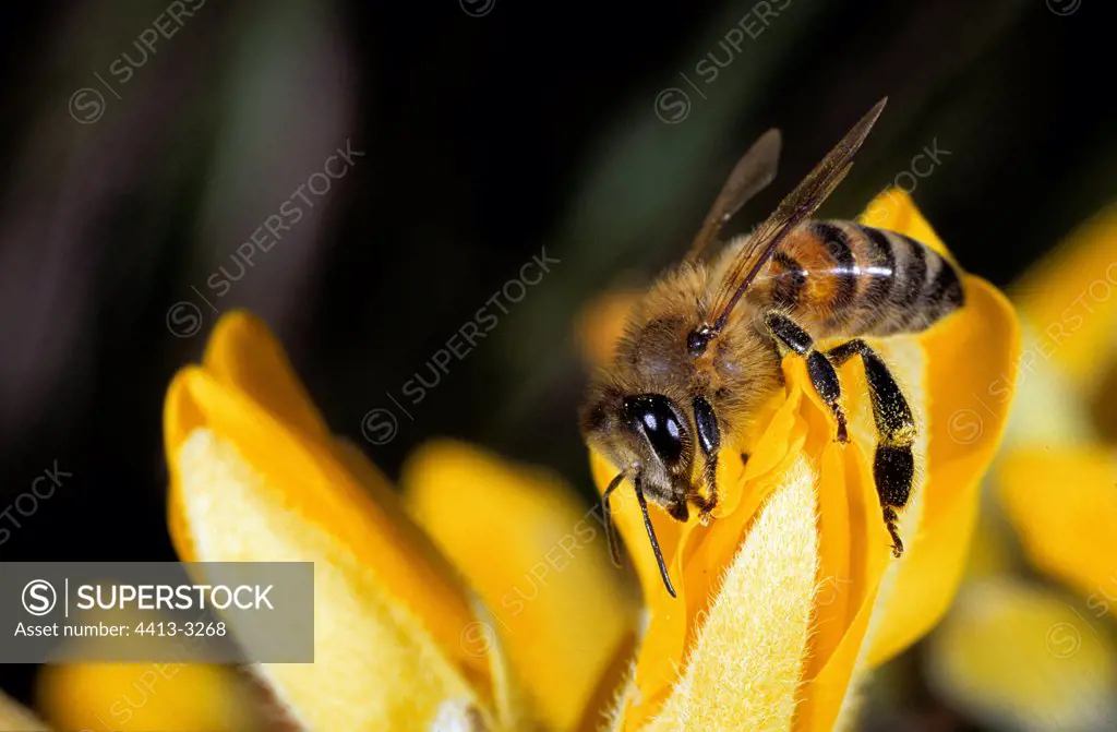 Honey bee on a Golden Gorse flower Bretagne France