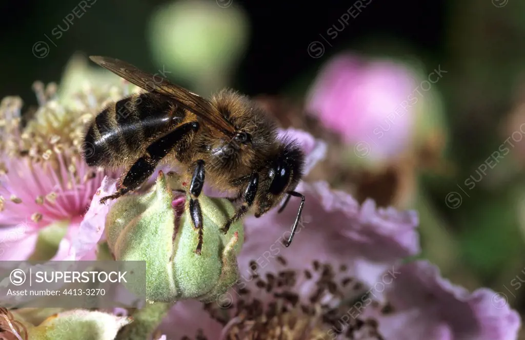 Honey bee on a Shrubby blackberry's flower Ouessant island