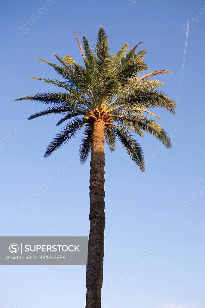 Canary island Date Palm at Cape Ferrat Côte d'Azur France