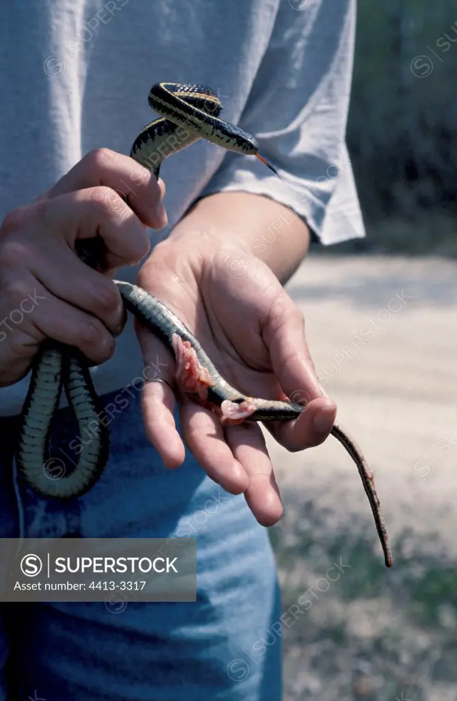 Red-sided Garter Snake victim of the cars Canada