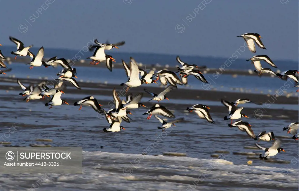 Flight of Eurasian Oystercatchers Bay of Veys Normandy