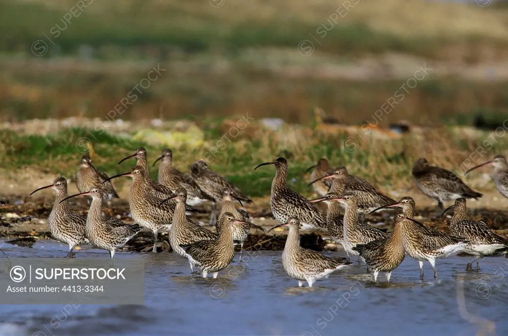 Group of Eurasian Curlews in winter Bay of Veys Normandy