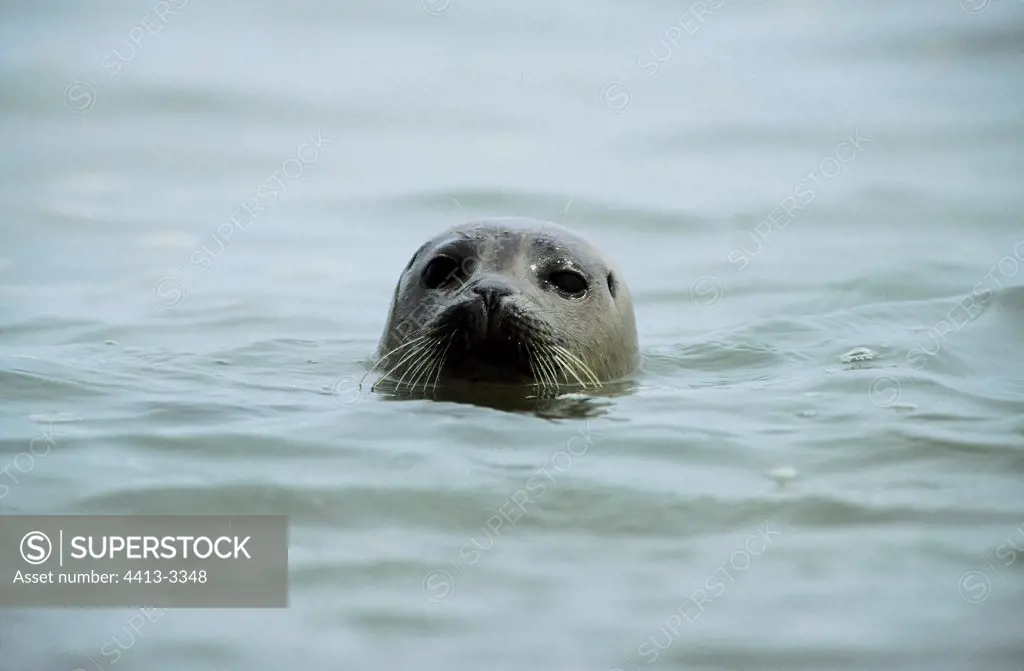 Harbor Seal leaving the head water Veys Bay Normandy France