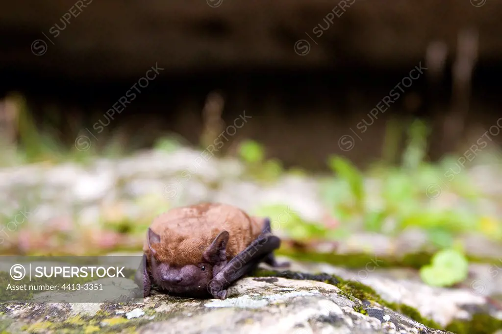 Bat hung on a rock Romania