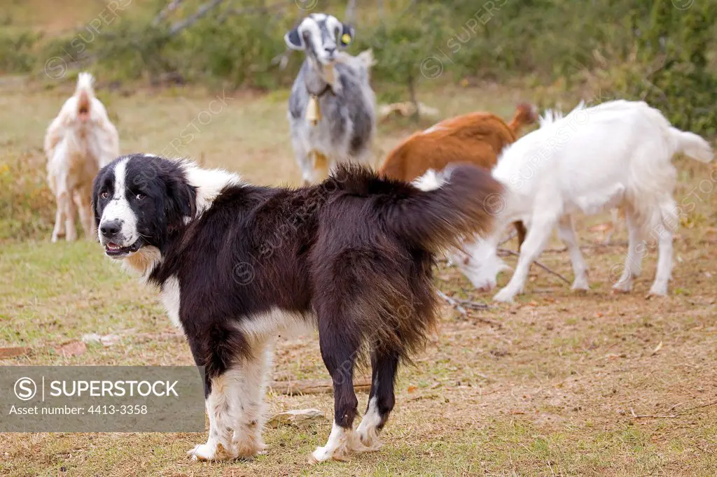 Dog keeping goats Bulgaria