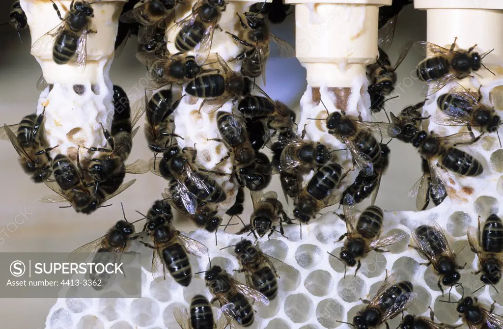 Honey bee workers on queen cells Bretagne France