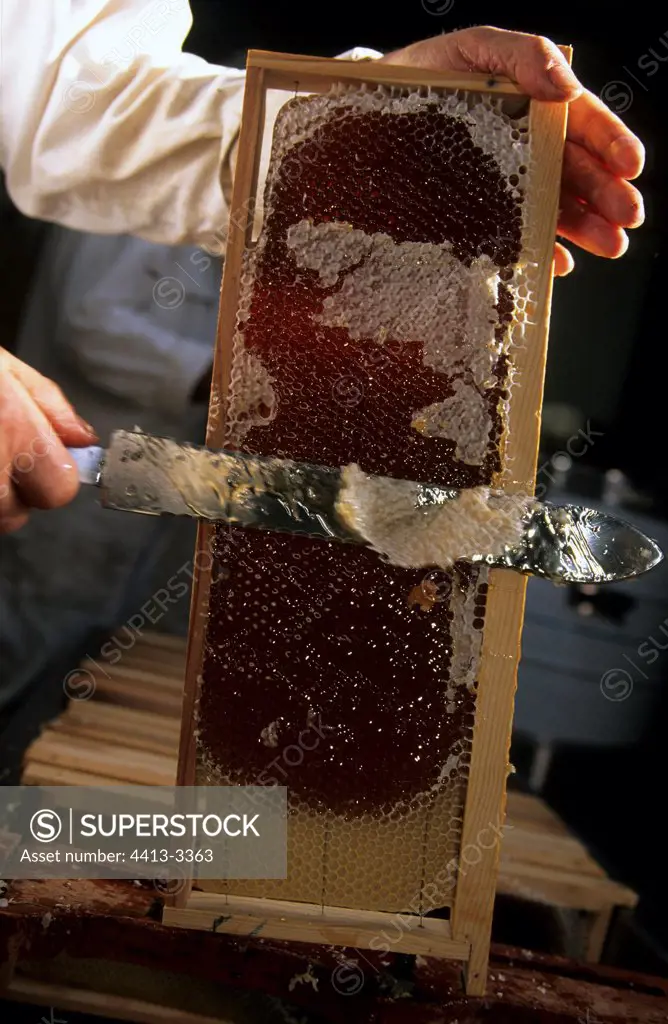 Beekeeper uncapping a frame Ouessant island Bretagne
