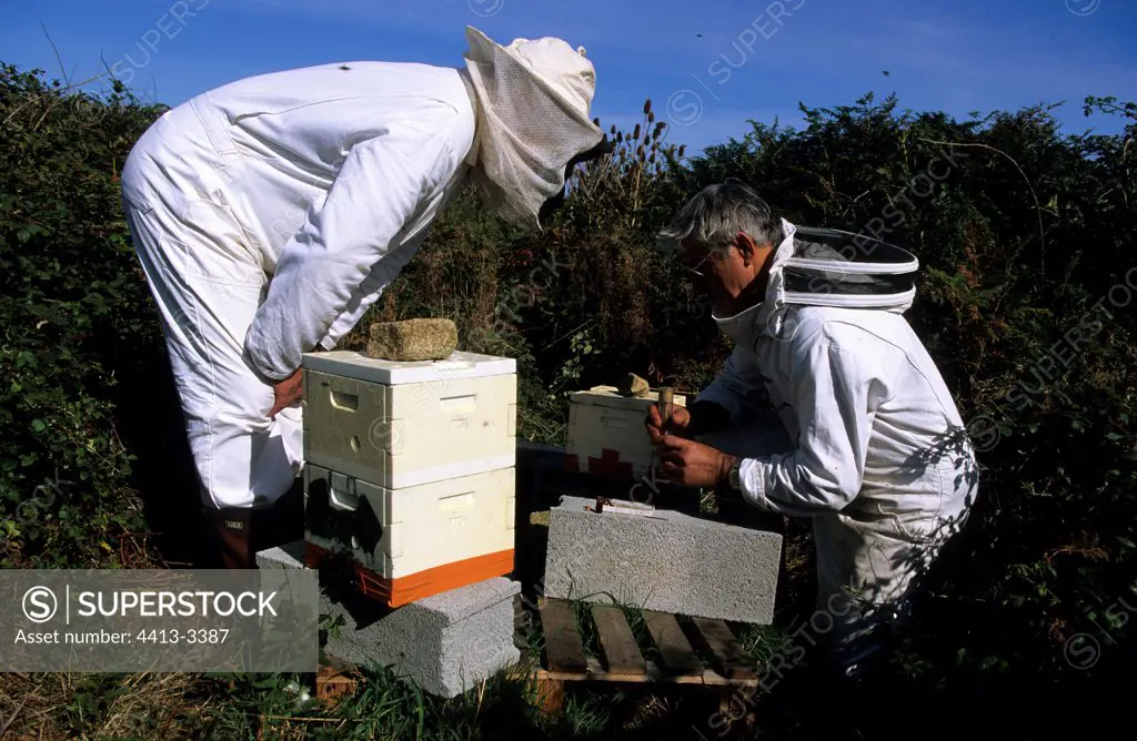 Selection of queens at the conservancy apiary of Ouessant