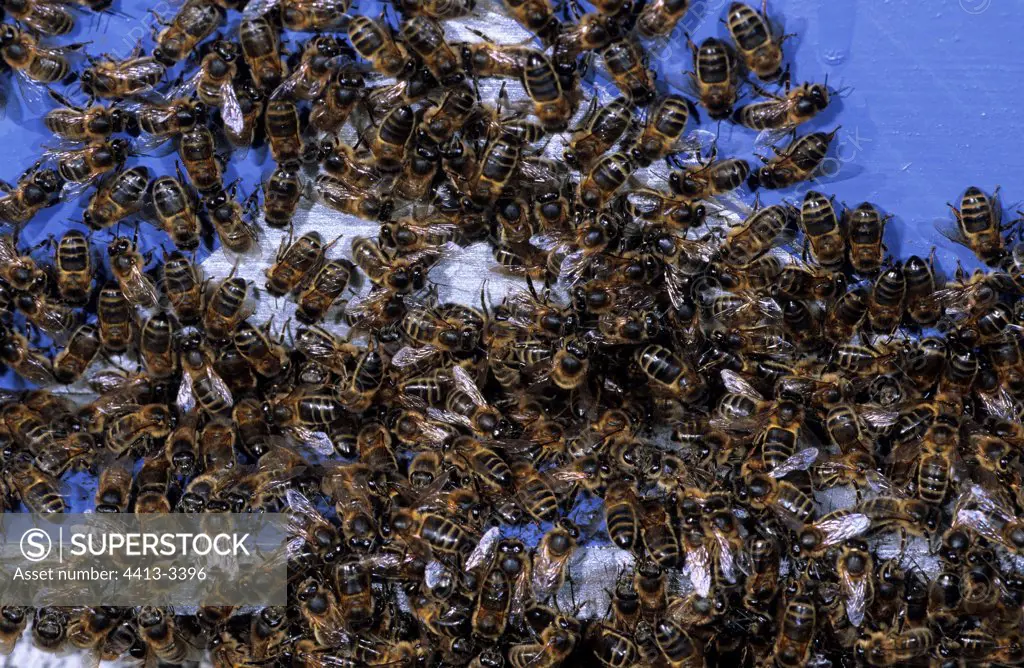 Honey bees gathering at the entrance of a hive Bretagne