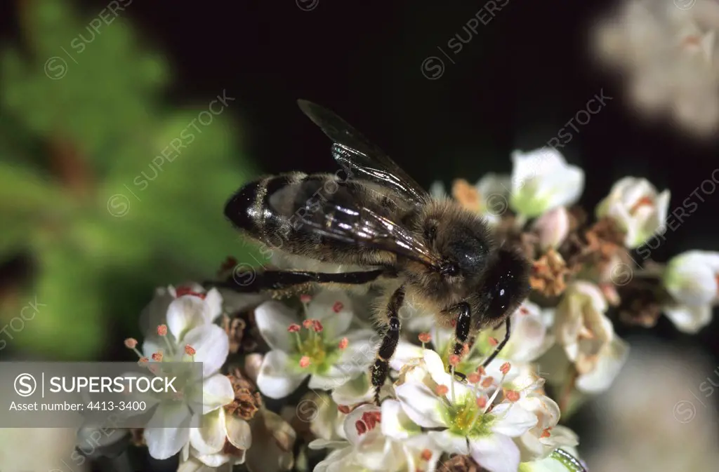 Honey bee worker gathering on Buckwheat Ouessant island