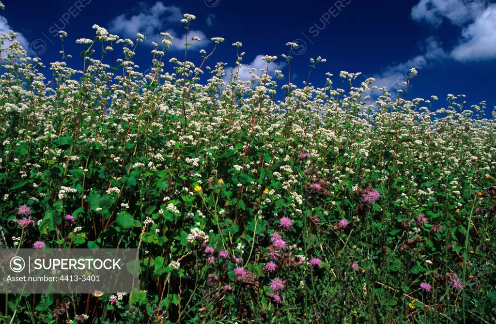 Buckwheat field in bloom Bretagne
