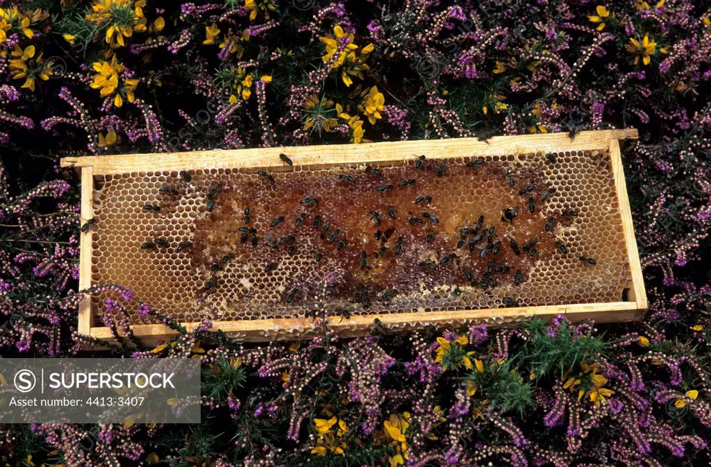 Hive frame putted down on flowers Ouessant island Bretagne