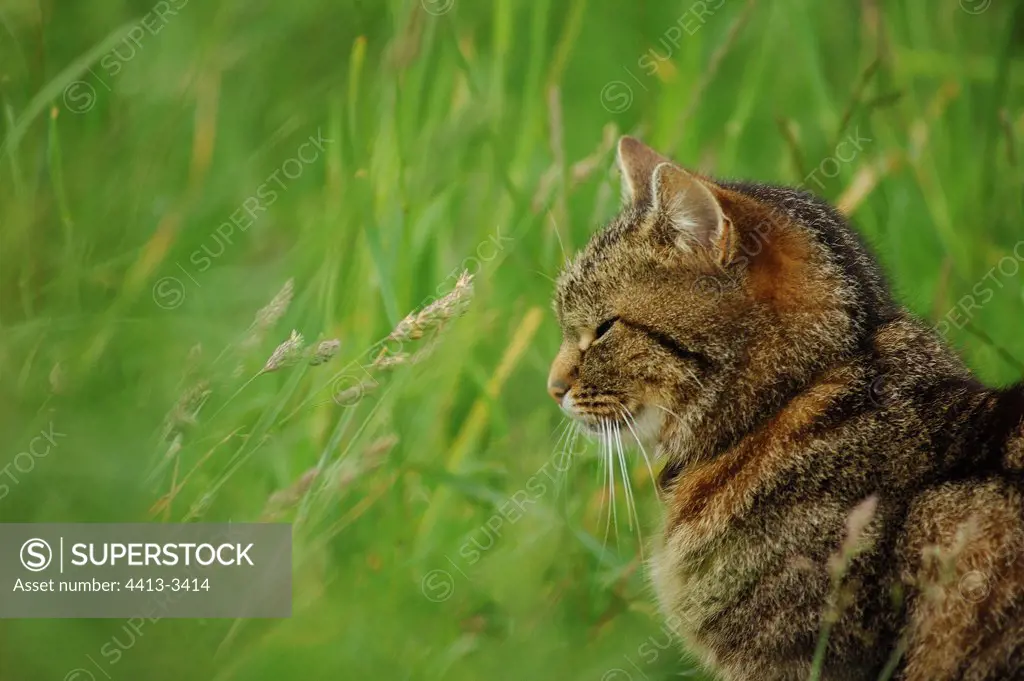Portrait of European cat carrying a collar in grass