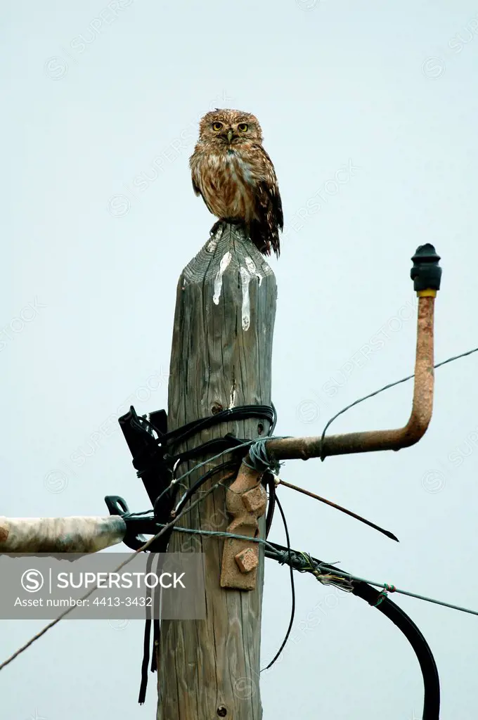 Little owl wet by rain on an electric post Morocco