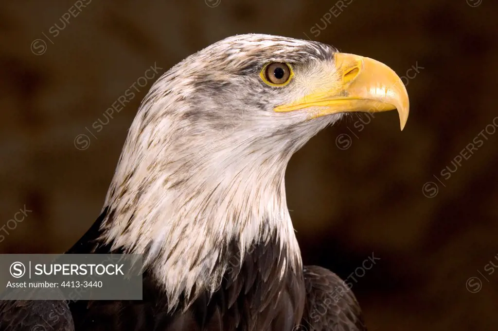Portrait of a Plain eagle bald person United Kingdom