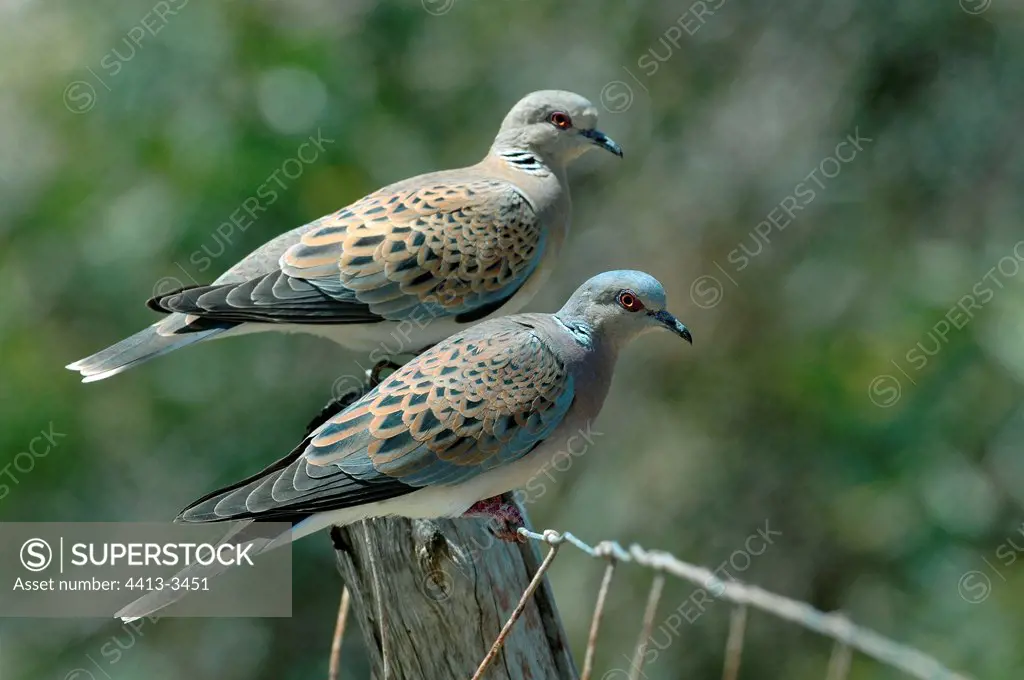 European turtle doves couple on a picket Morocco