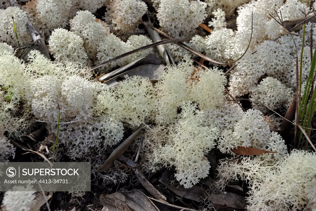 Lichens New Caledonia