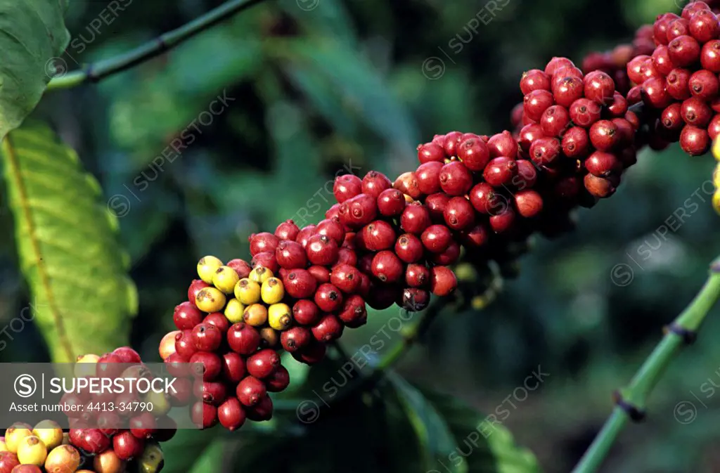 Branch of Arabian coffee tree covered with fruits Java