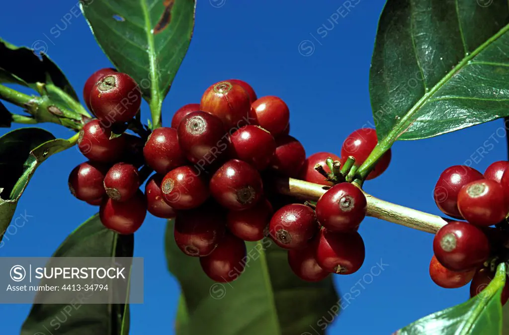 Fruits and leaves of Arabian coffee tree 'Catual' Costa Rica