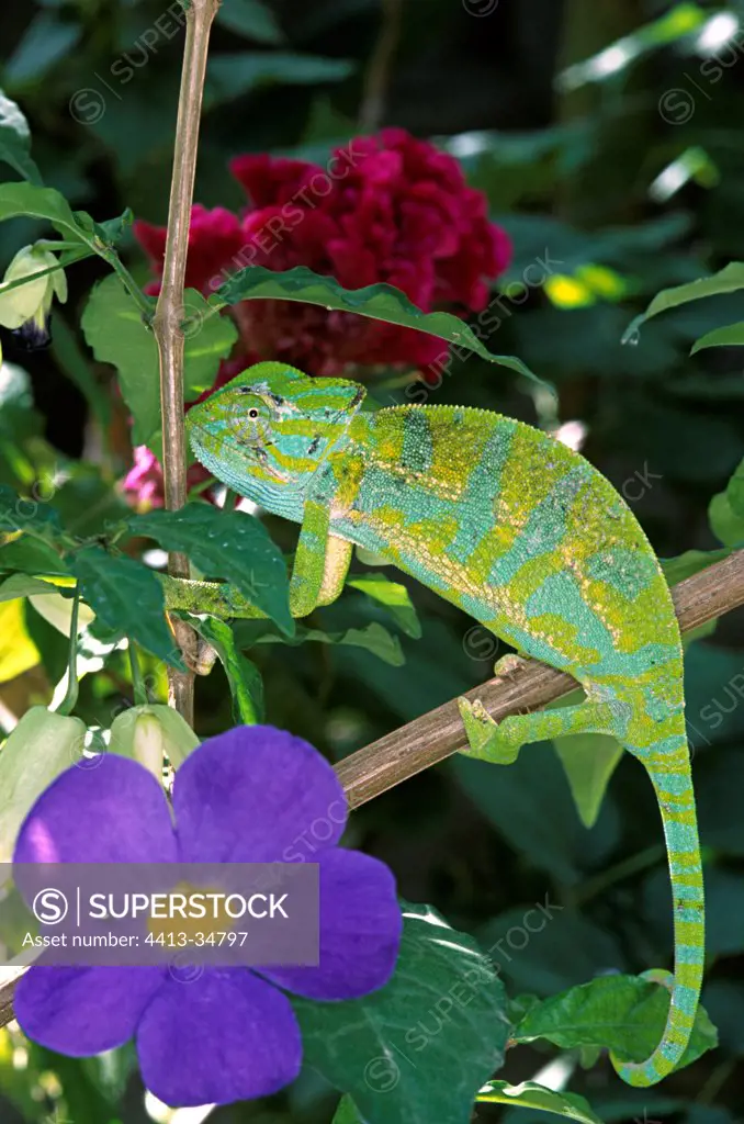 Senegal Chameleon in flowered vegetation Cameroon