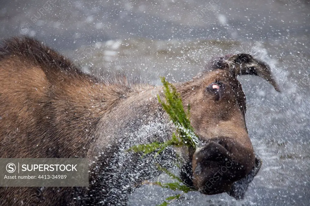Elk shaking his head and splashing Yukon Canada