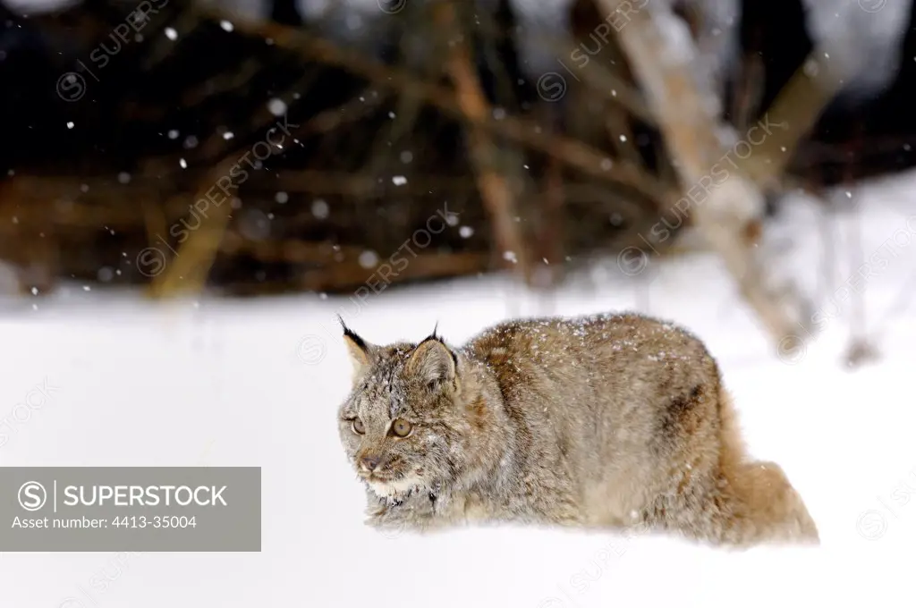 Young Bobcat on the lookout in the snow