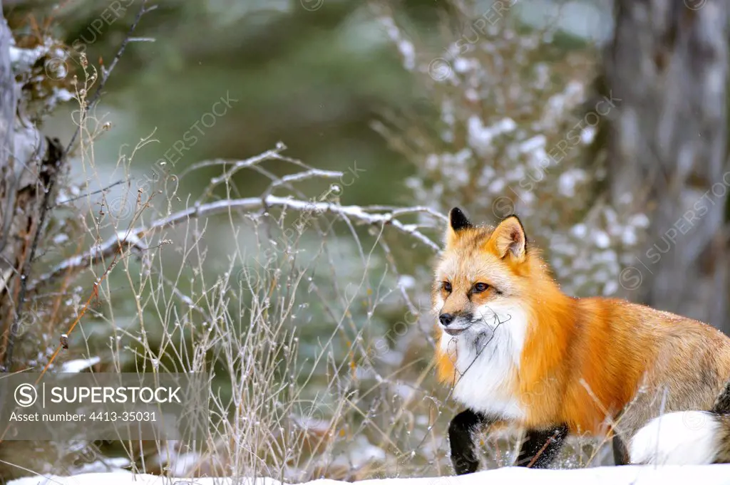 Male Red fox walking in the snow during rut period