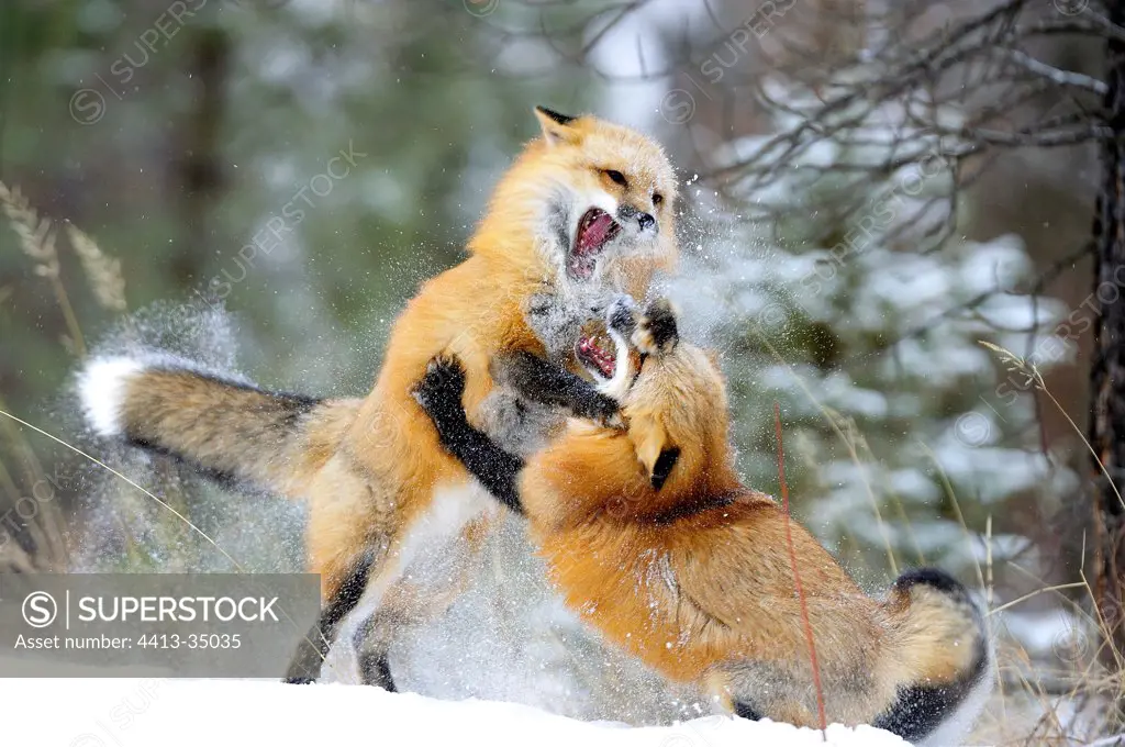 Male Red foxes fighting during rut period Rocky Mountains