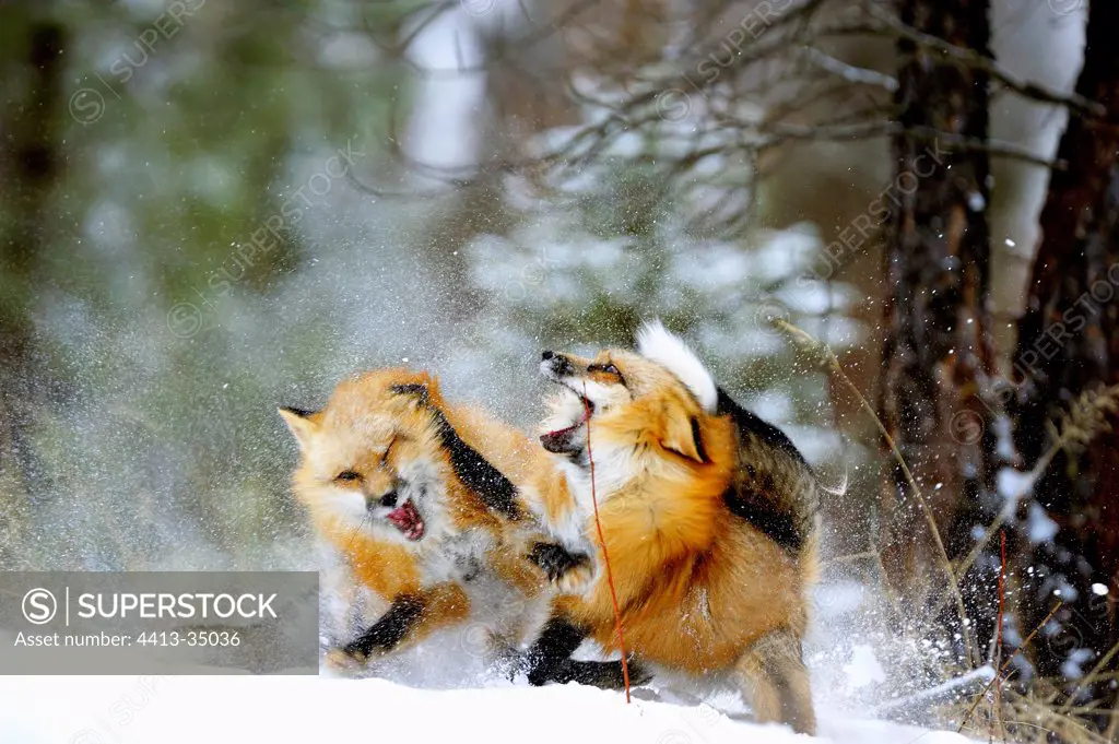 Male Red foxes fighting during rut period Rocky Mountains
