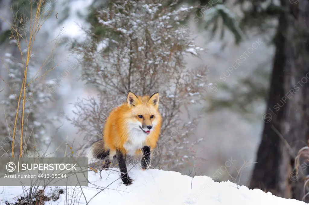 Male Red fox during rut period Rocky Mountains