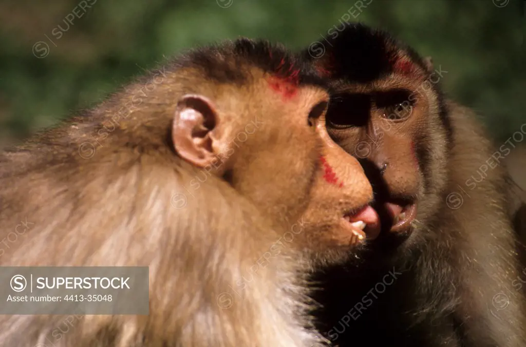 Stump-tailed Macaque facing a mirror to test him France