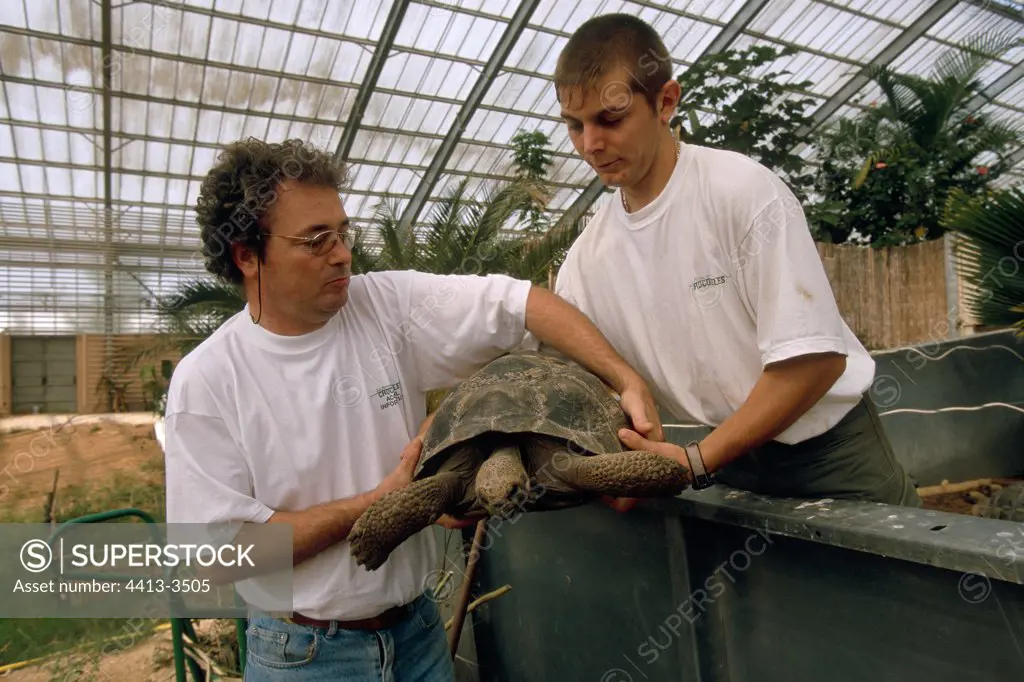 Handling of a giant tortoise Ferme aux crocodiles France