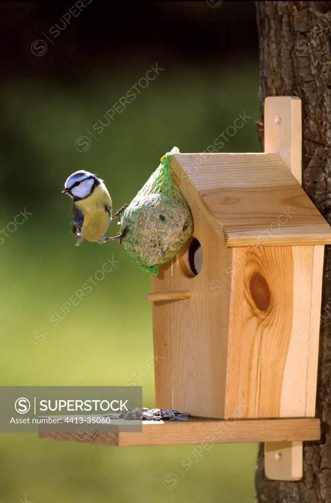 Blue Tit perched on a ball with fat and seeds France