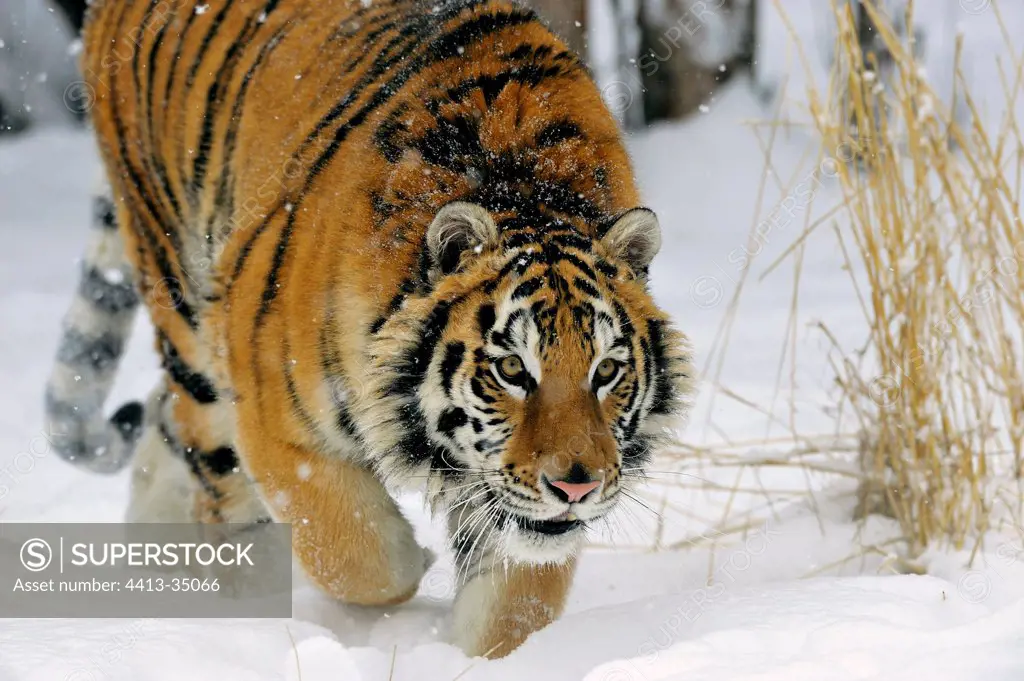 Male Siberian tiger walking in the snow