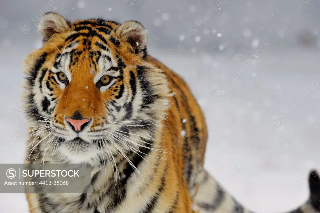 Portrait of a Siberian tiger in the snow