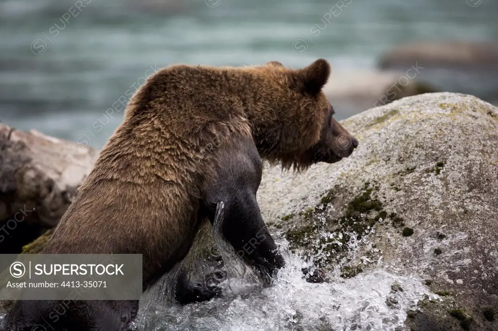 Grizzly Bear amount on a rock Yukon Canada