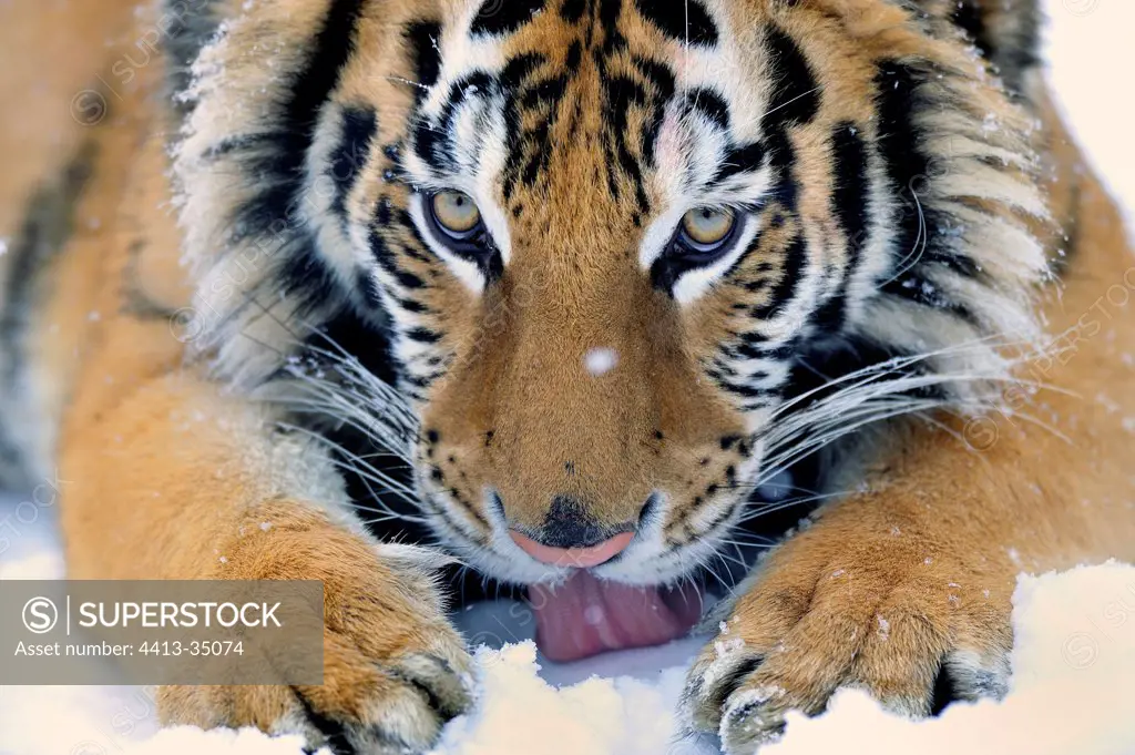 Siberian tiger licking snow to drink
