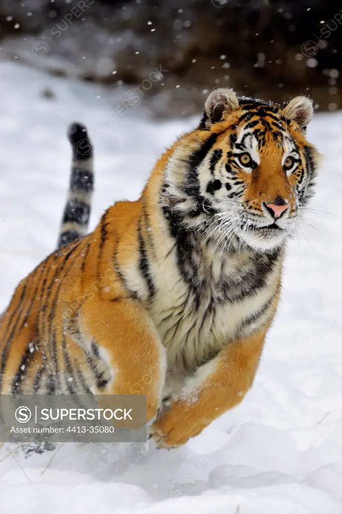 Siberian tiger leaping in the snow
