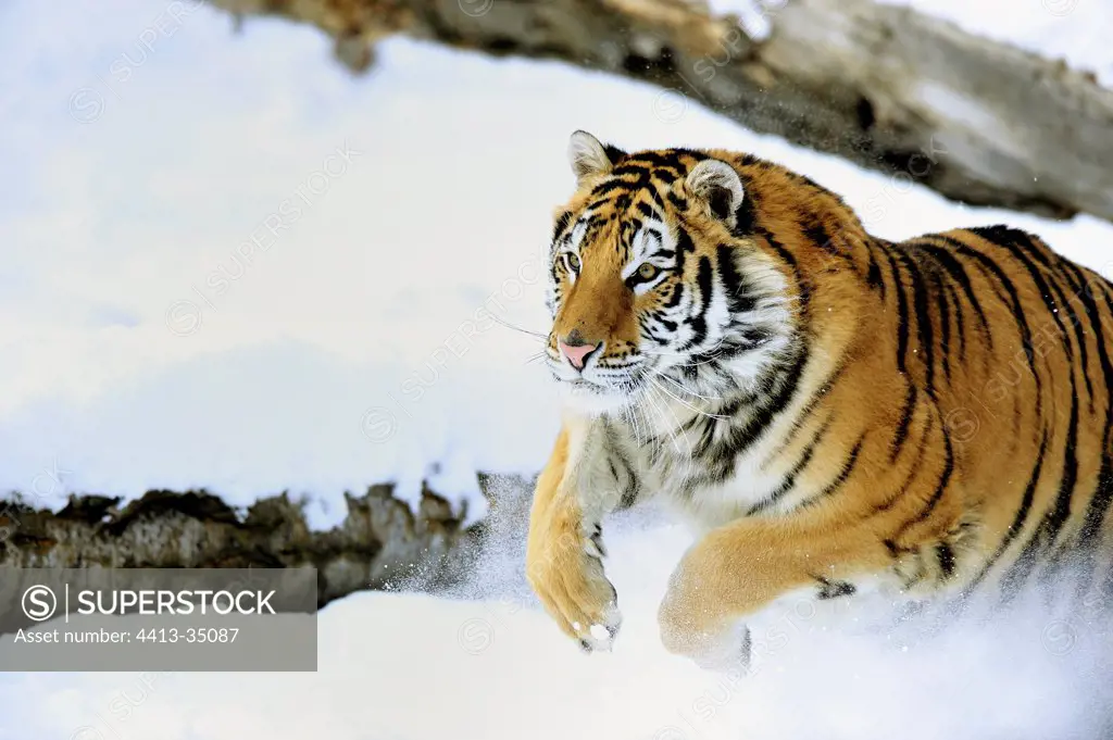 Siberian tiger running in the snow
